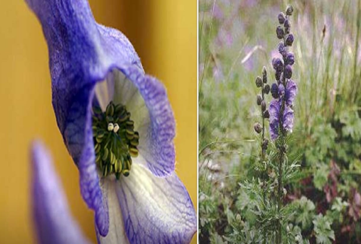 most deadliest flower fruit and plants in world