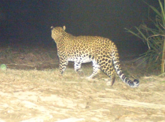 Guldar captured in camera again in Mohandia