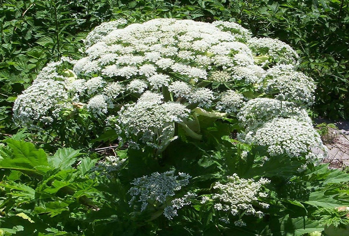 Deadly plants flowers and fruits in the world