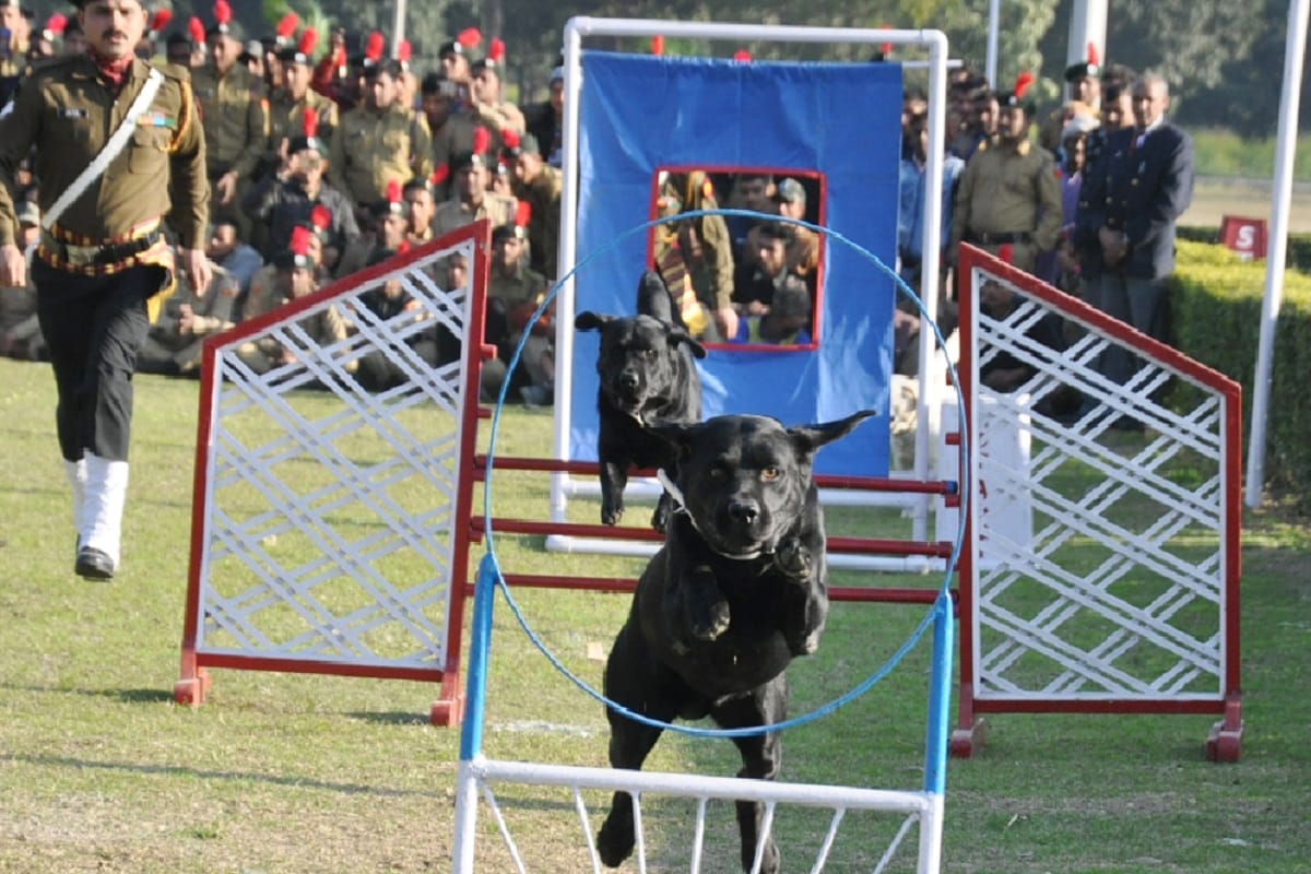 The display of military horse was astonishing