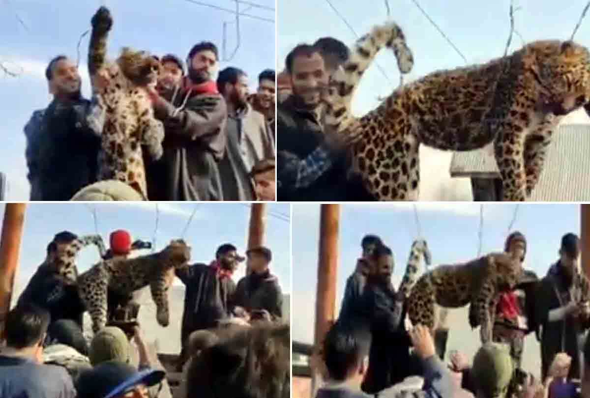 People brutally killed the leopard In pulwama jammu kashmir