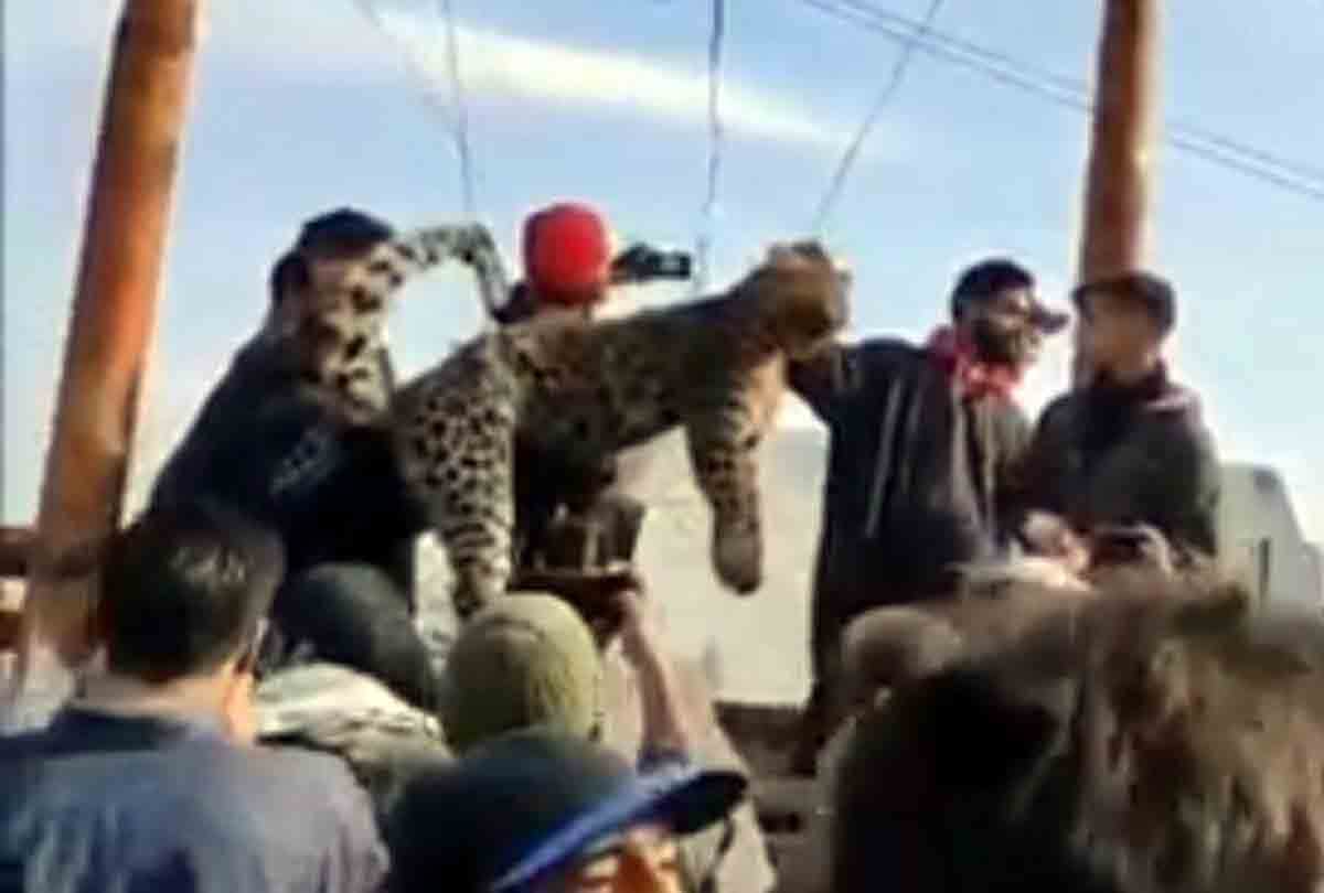 People brutally killed the leopard In pulwama jammu kashmir