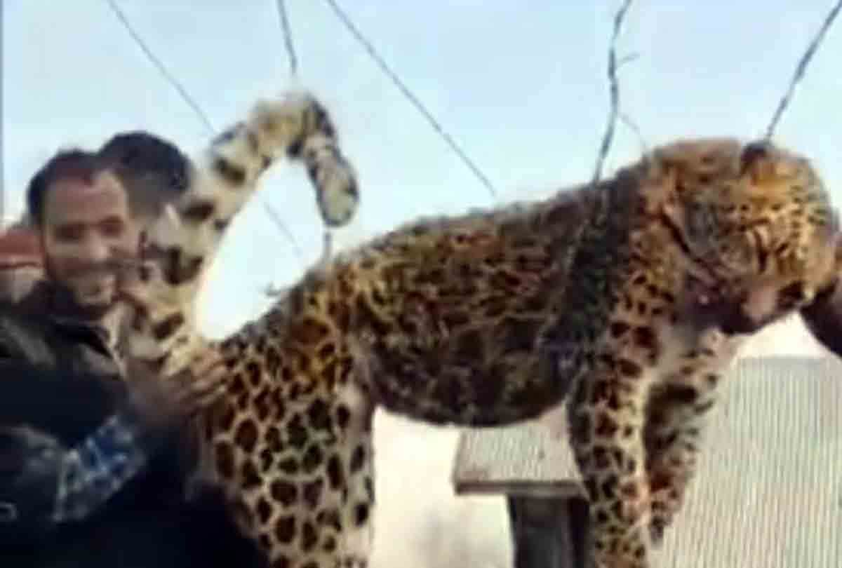 People brutally killed the leopard In pulwama jammu kashmir