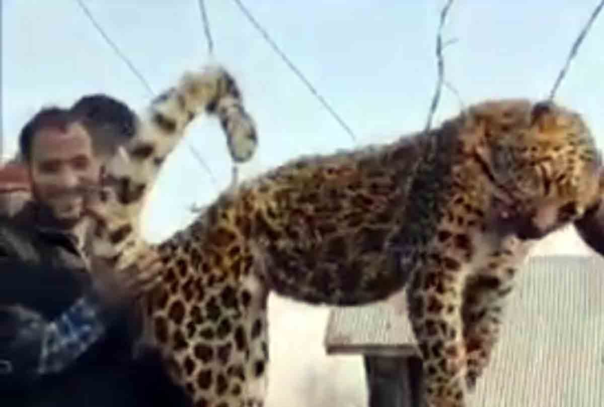 People brutally killed the leopard In pulwama jammu kashmir