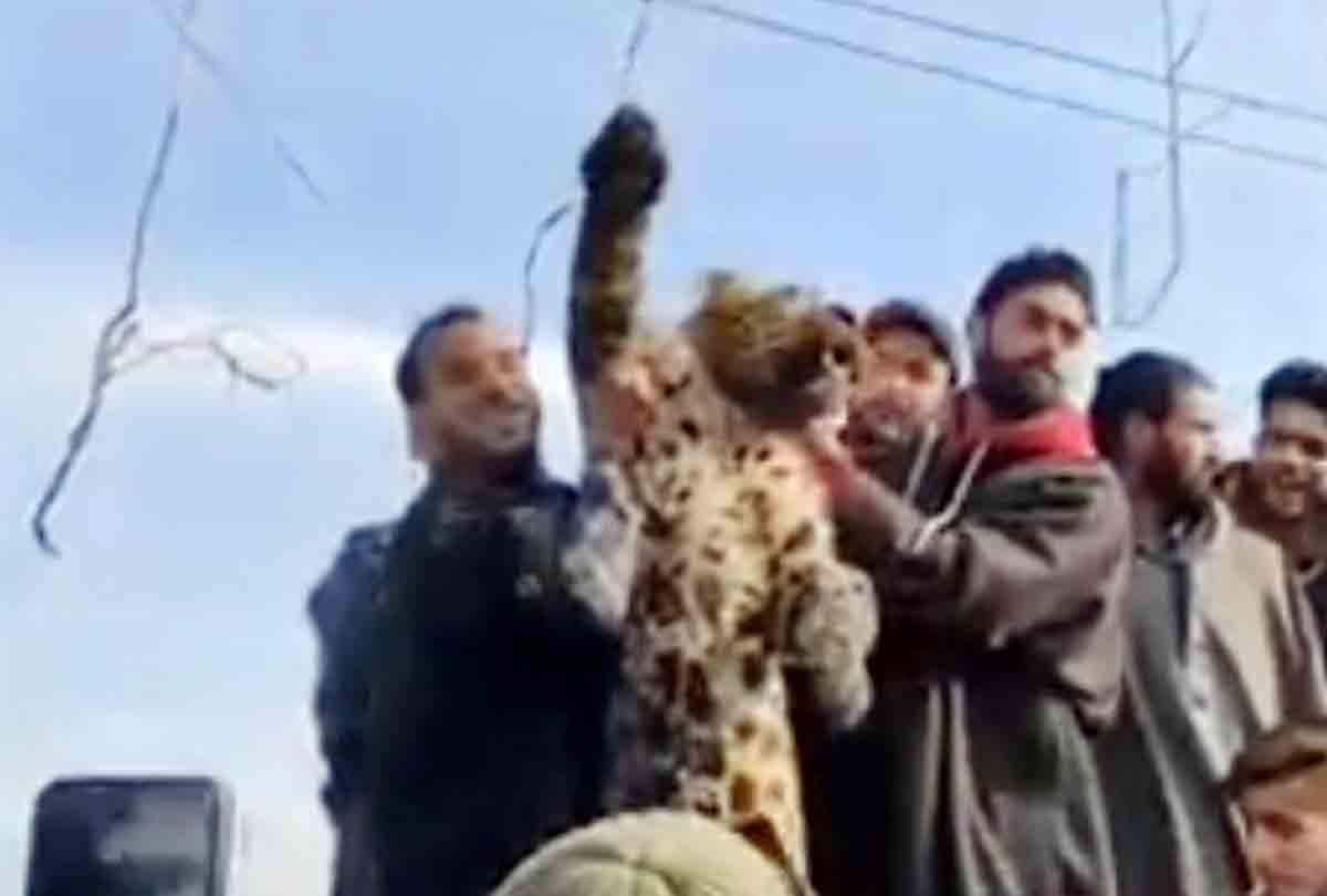 People brutally killed the leopard In pulwama jammu kashmir