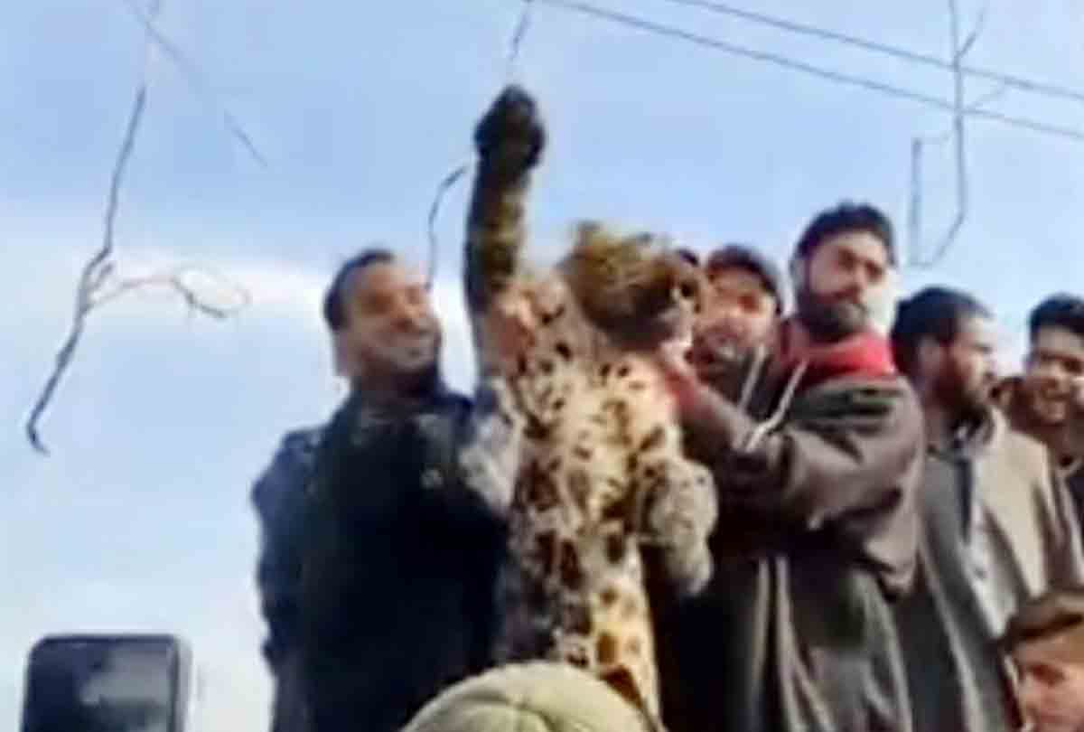 People brutally killed the leopard In pulwama jammu kashmir
