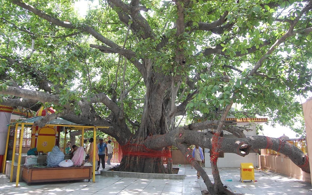 18 old trees of the district declared 'heritage tree'