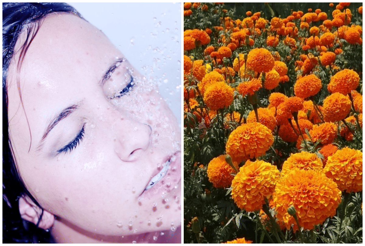 marigold flower uses benefits for health and skin