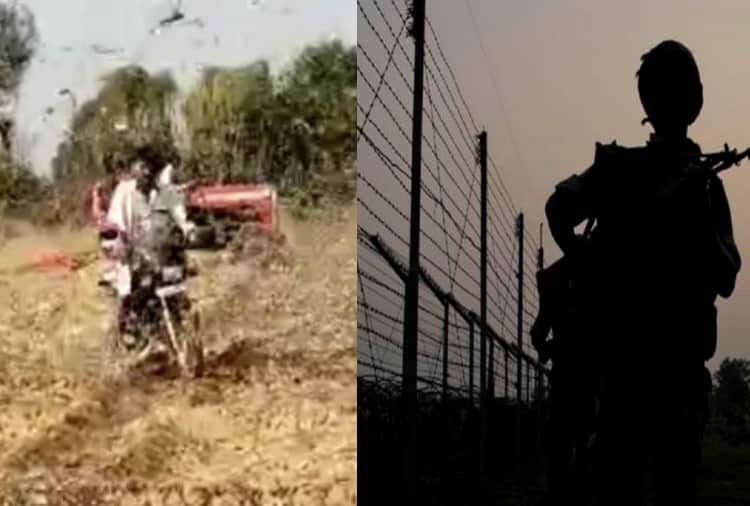Locust Attack In Punjab's abohar and firozpur