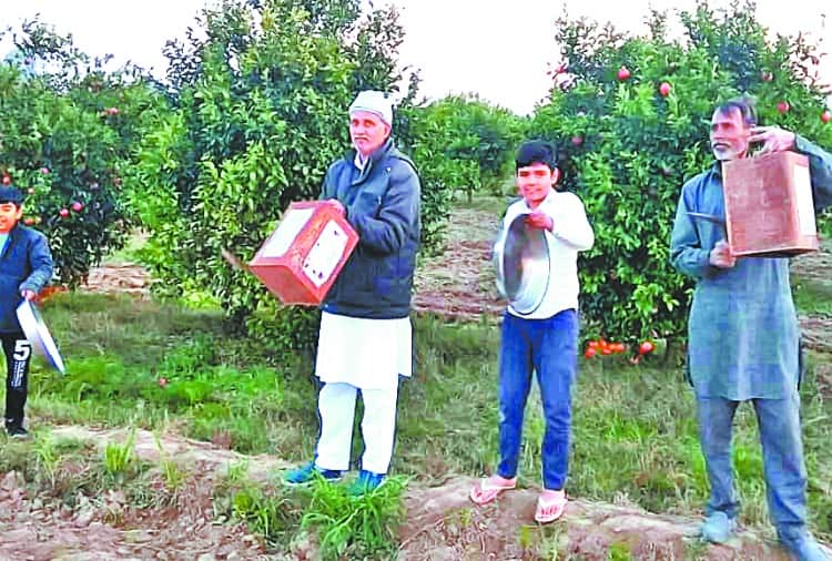 Locust Attack In Punjab's abohar and firozpur