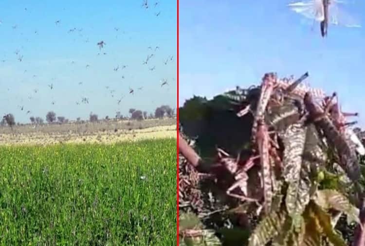 Locust Attack In Punjab's abohar and firozpur