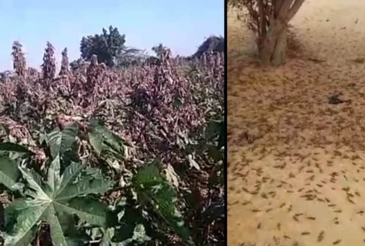 Locust Attack In Punjab's abohar and firozpur