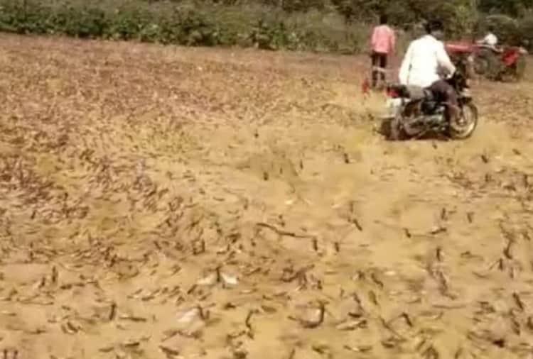 Locust Attack In Punjab's abohar and firozpur