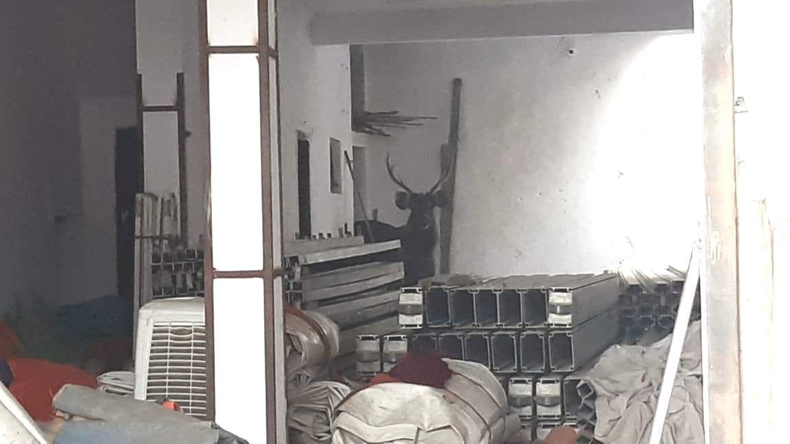 Reindeer entered the warehouse, crowds gathered to see
