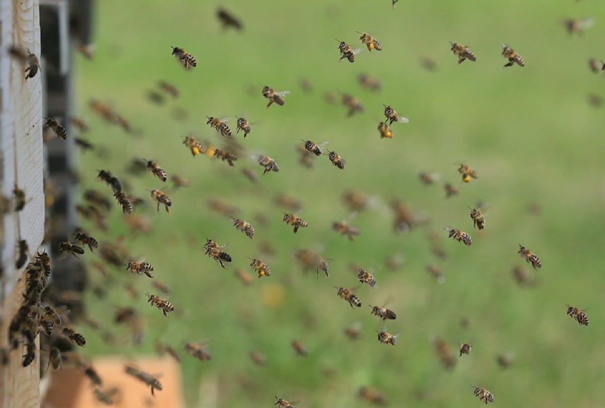 hornet attack on bjp ex president satpal satti in una himachal pradesh