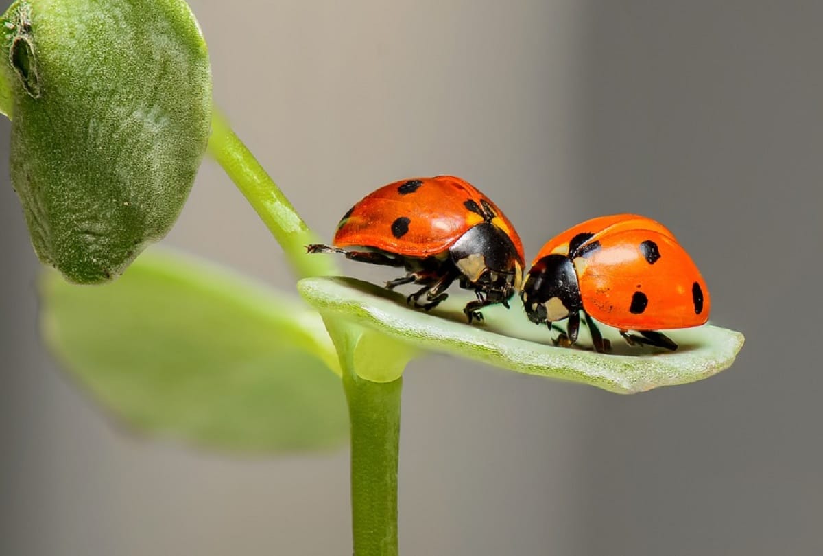 What will happen if insects are eliminated from the world