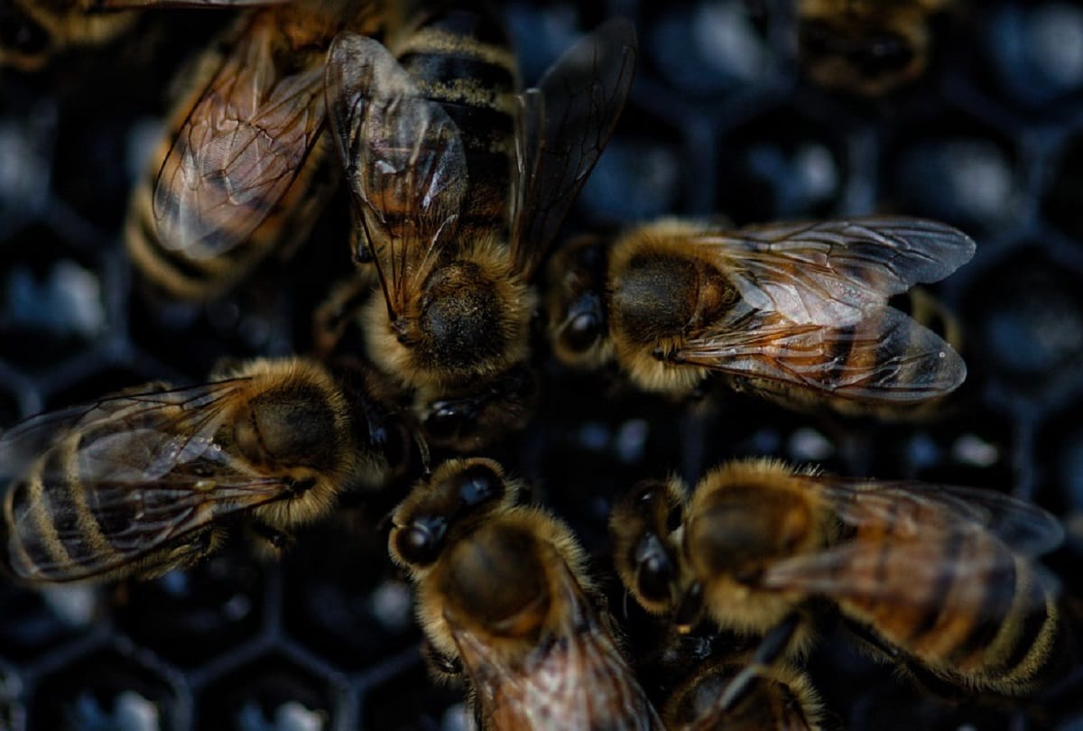What will happen if insects are eliminated from the world