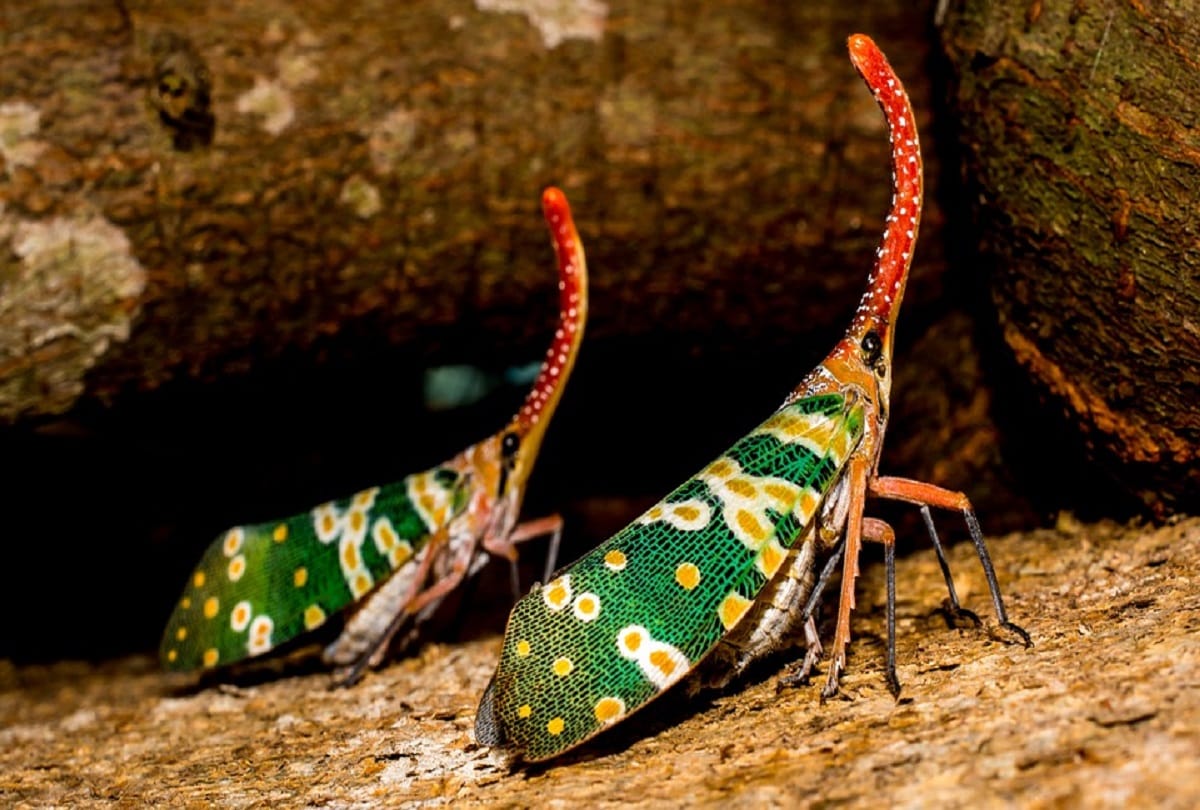 What will happen if insects are eliminated from the world