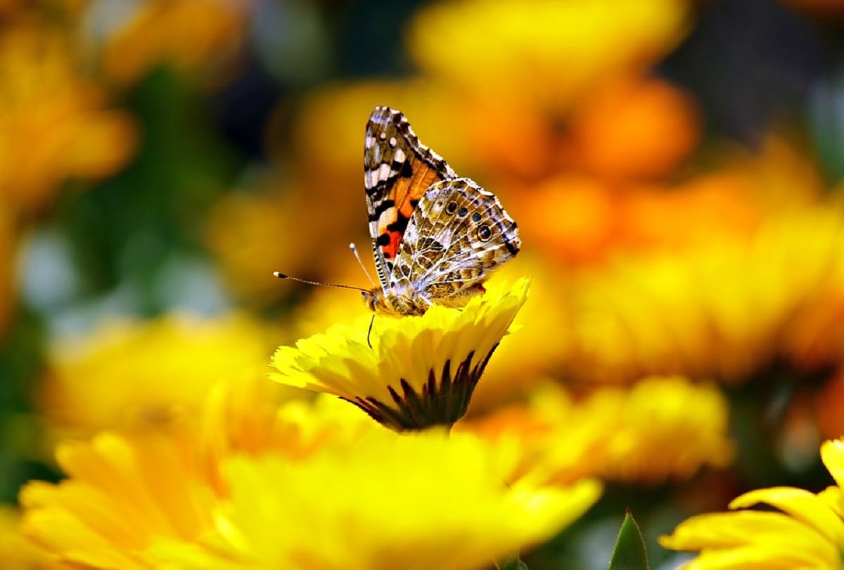 What will happen if insects are eliminated from the world