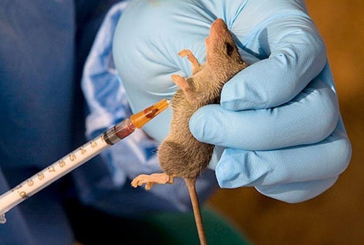 29 deaths due to Lassa fever in Nigeria