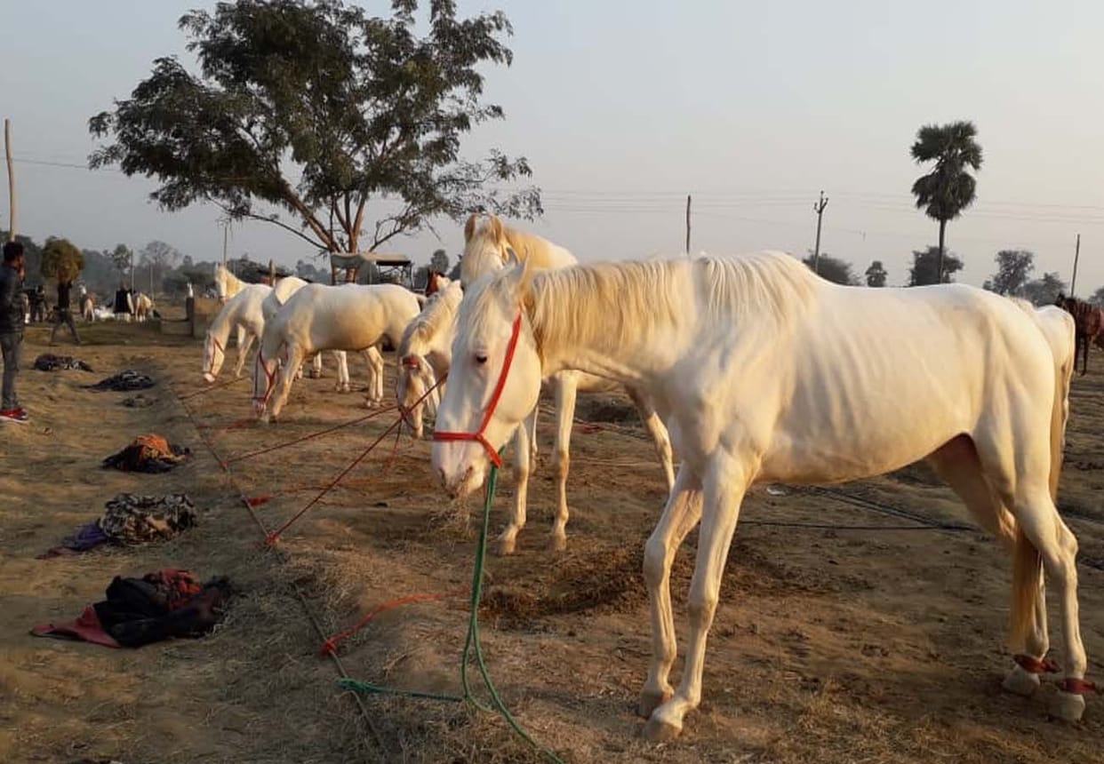 Unique Animal Fair of Makanpur kanpur