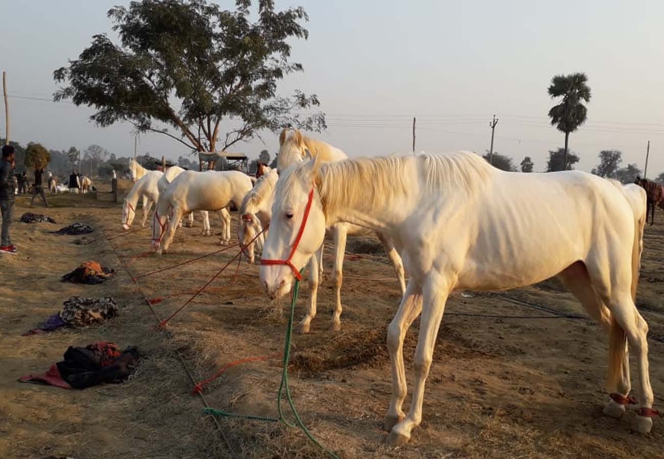 Meerut: Horses Chetak, Badal and Mangal are no less than any celebrity, Horses worth two to six lakh in Fair