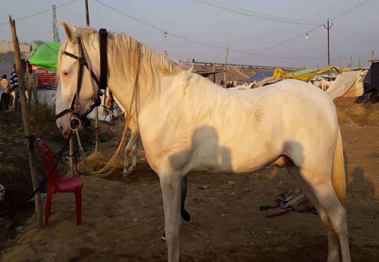 Unique Animal Fair of Makanpur kanpur