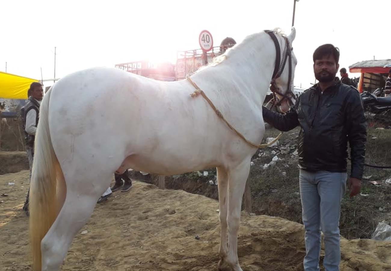 Unique Animal Fair of Makanpur kanpur