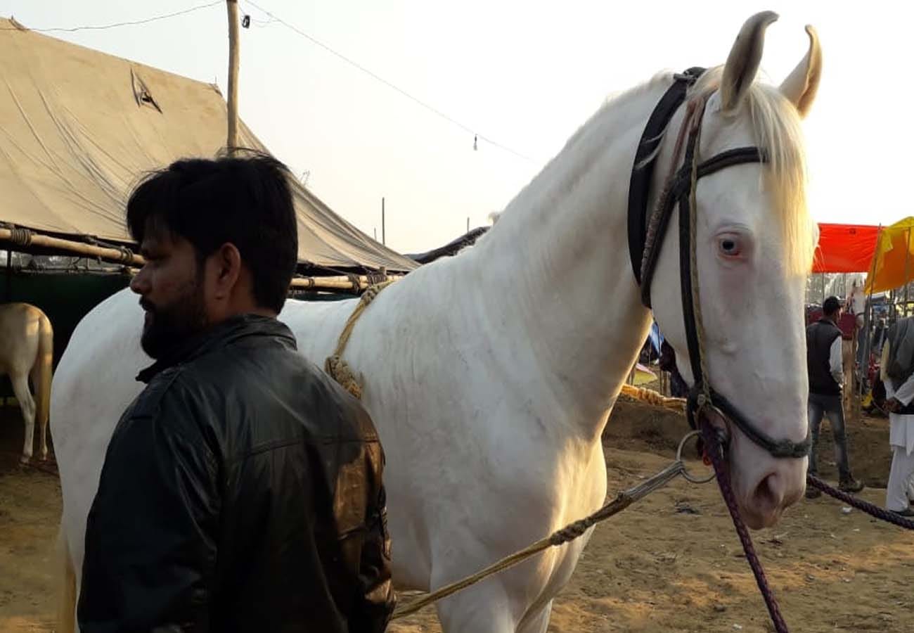 Unique Animal Fair of Makanpur kanpur