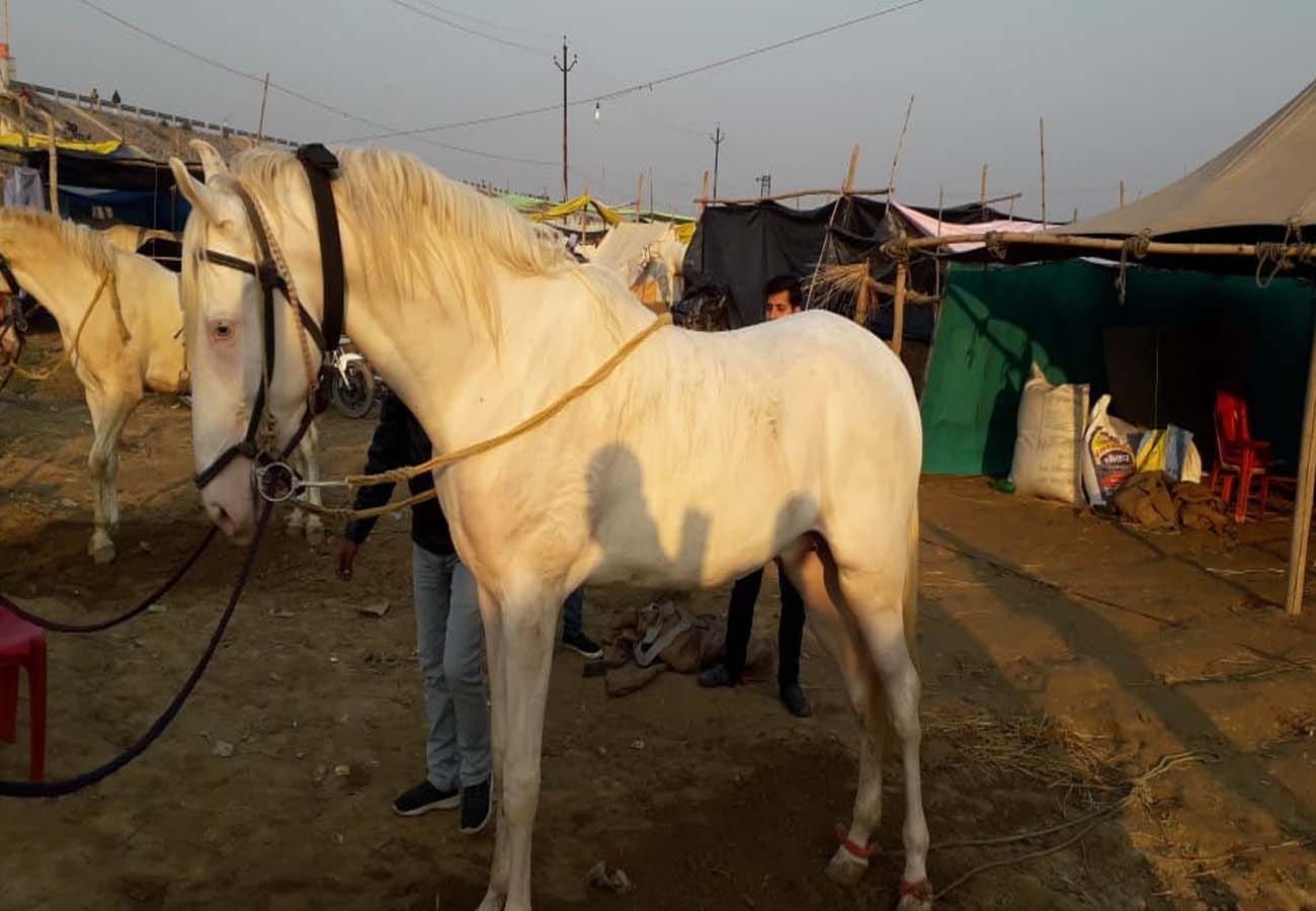Unique Animal Fair of Makanpur kanpur
