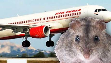 The flight was ready to fly to Dehradun, then the rat stopped in varanasi