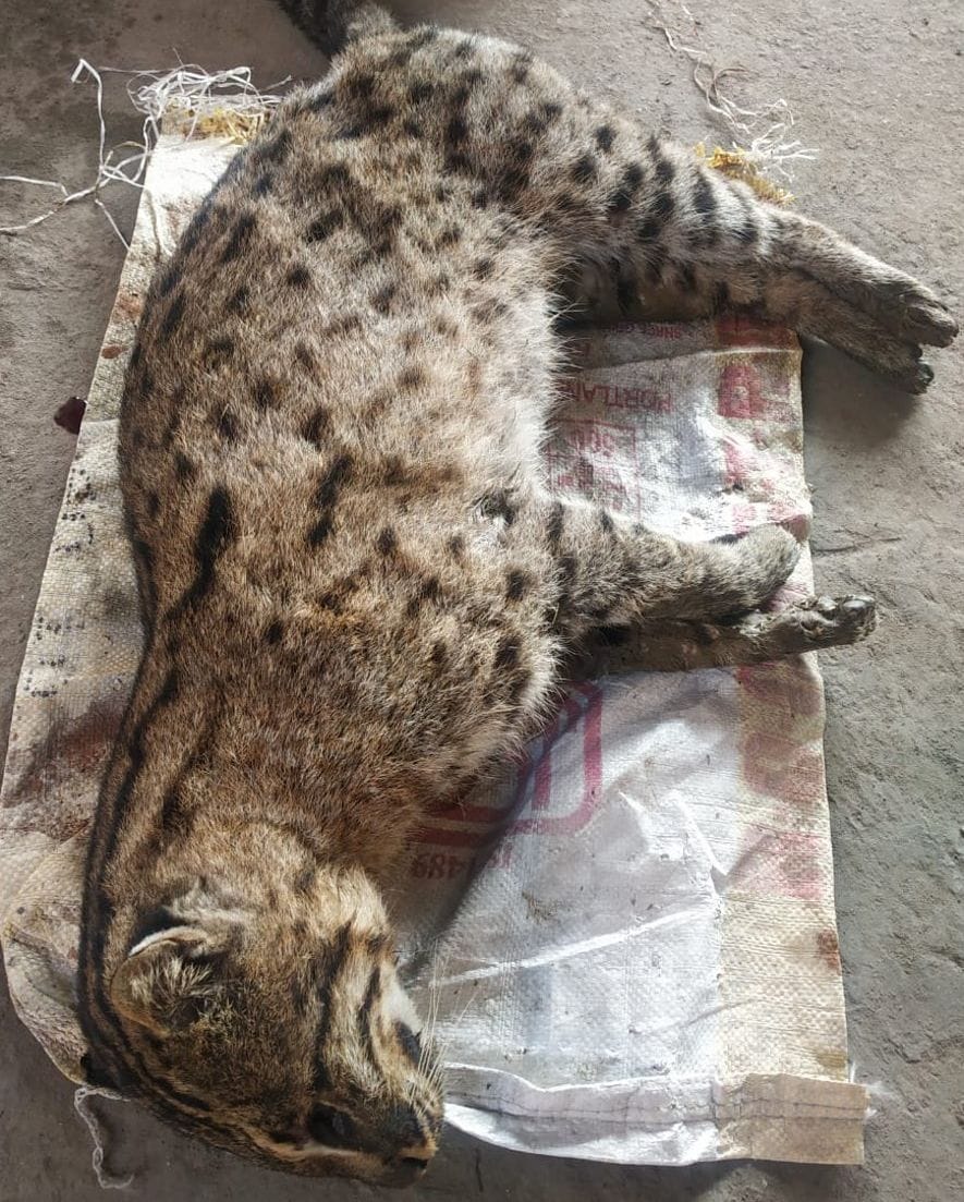 Dead  fishing cat