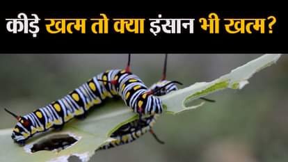 What will happen if insects are finished from the world