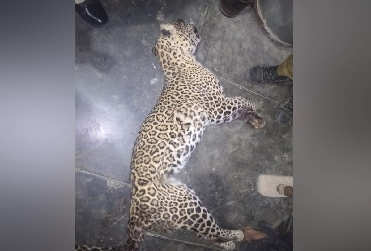 leopard in kitchen attack on couple nadaun in hamirpur in himachal pradesh