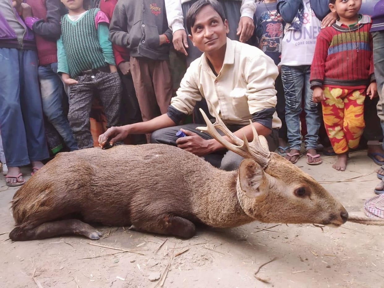 barasingha ghayal