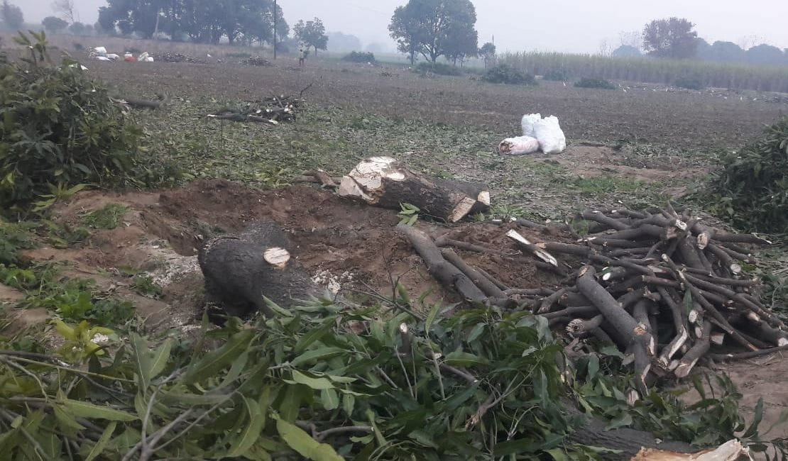 oxe in greenry,  fourty mangoo tree cut  without permission