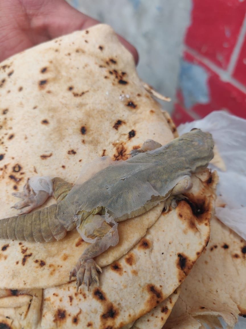 lizeard found in Mid day meal