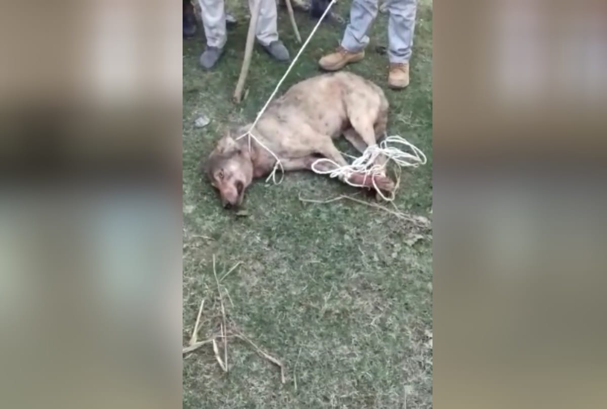 UP Sambhal villagers tie bell in wolf for protection