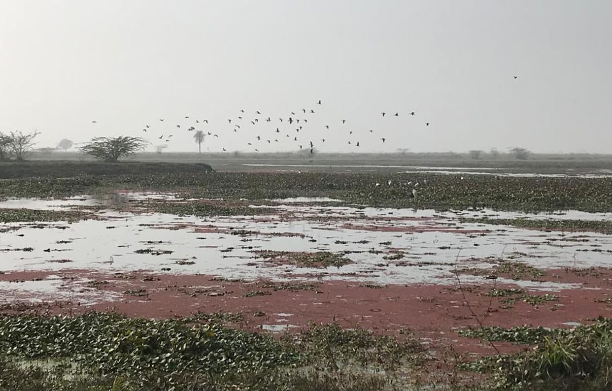 ramsar, saman bird sentury