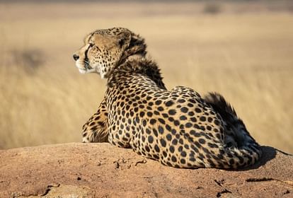 Cheetah: सियाया अब ज्वाला, ओबान पवन तो एल्टन कहलाएगा गौरव, दक्षिण अफ्रीका-नामीबिया से लाए गए चीतों का नामकरण Cheetahs brought from Namibia South Africa Get New Names Oban is now Pavan Siyaya is Jwala Kuno National Park