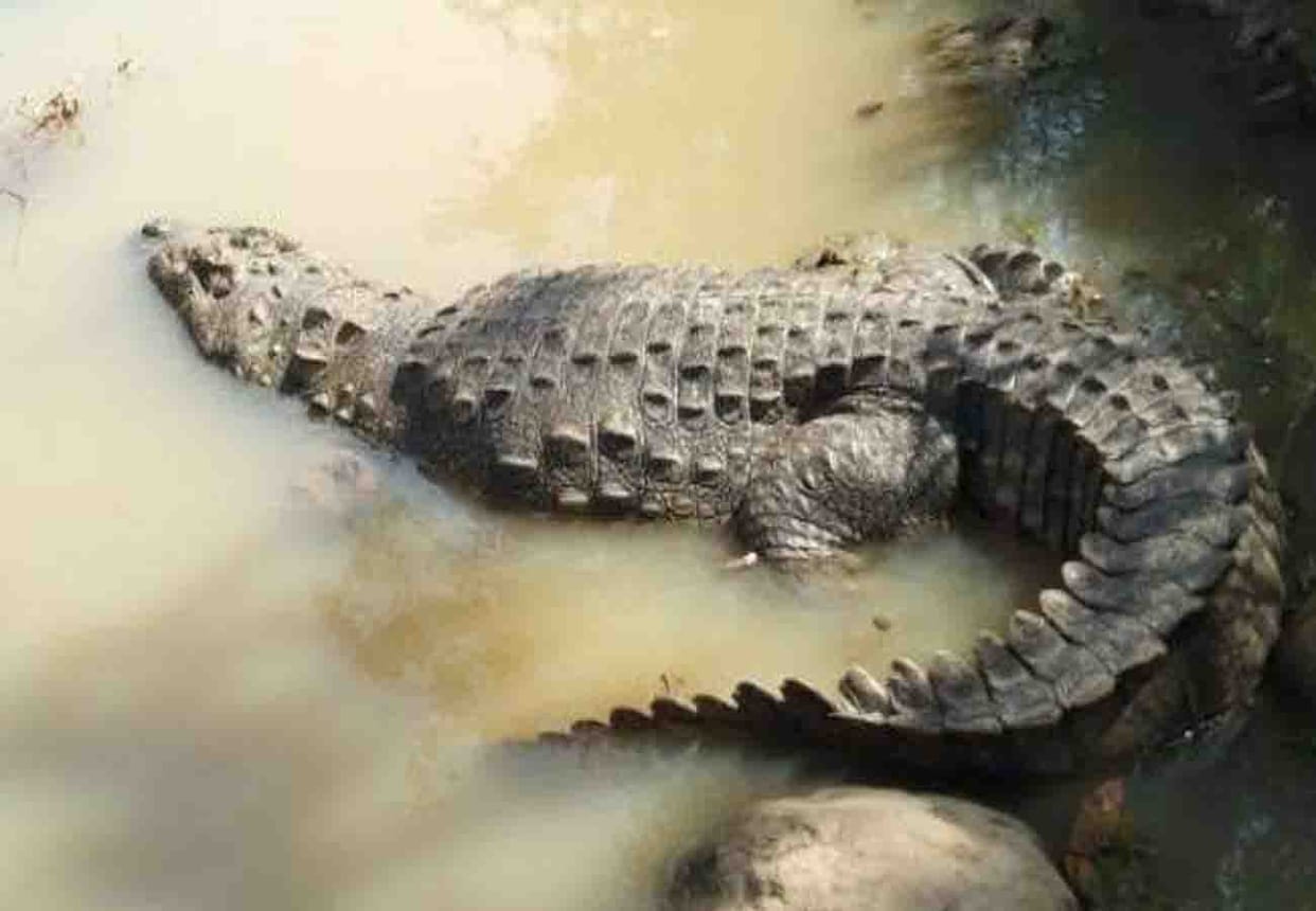 Gharial swallowed a man who was filling water from Chambal river in etawah