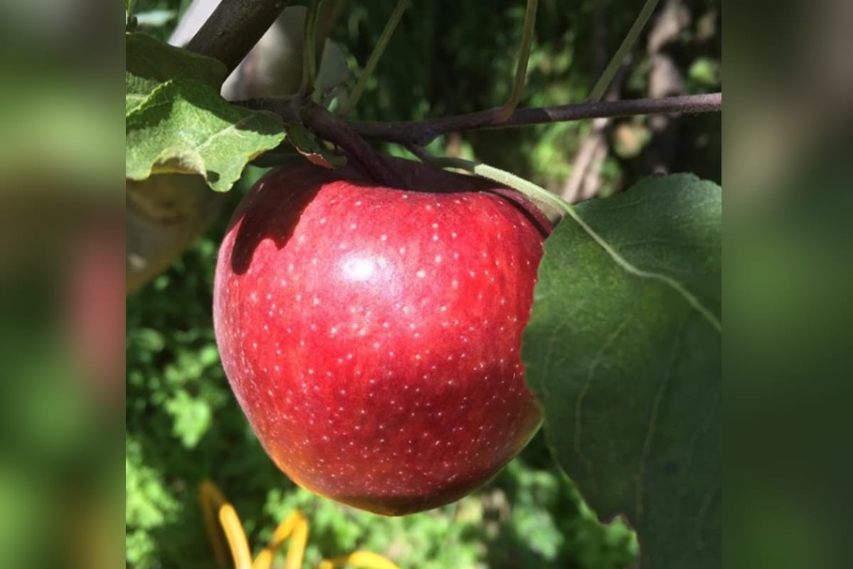 Amar Ujala Exclusive: Now Apple of Uttarakhand will have its own identity
