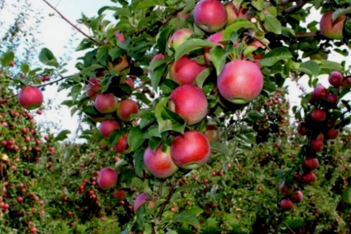 Kashmir's apple growers will be able to sell crop online for the first time