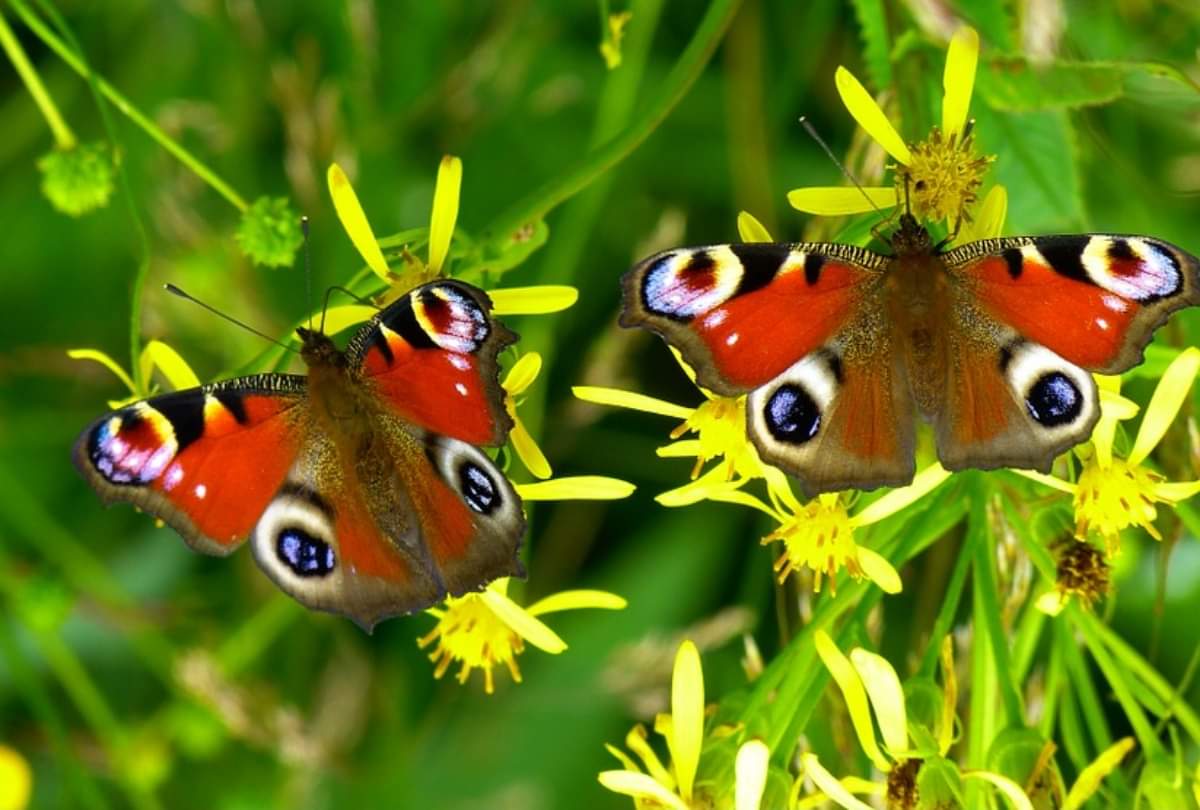 fengshui butterflies improves love life and brings happiness in the family