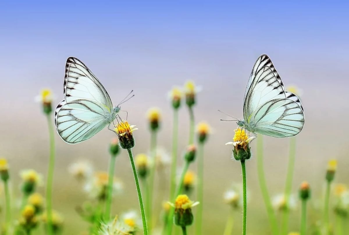 Britain Blue butterfly found missing for 152 years success after finding it 5 years