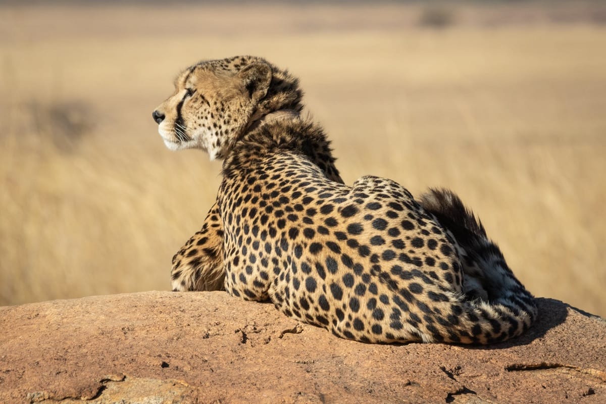 Project Cheetah: Asha cheetah is likely to give birth to cubs