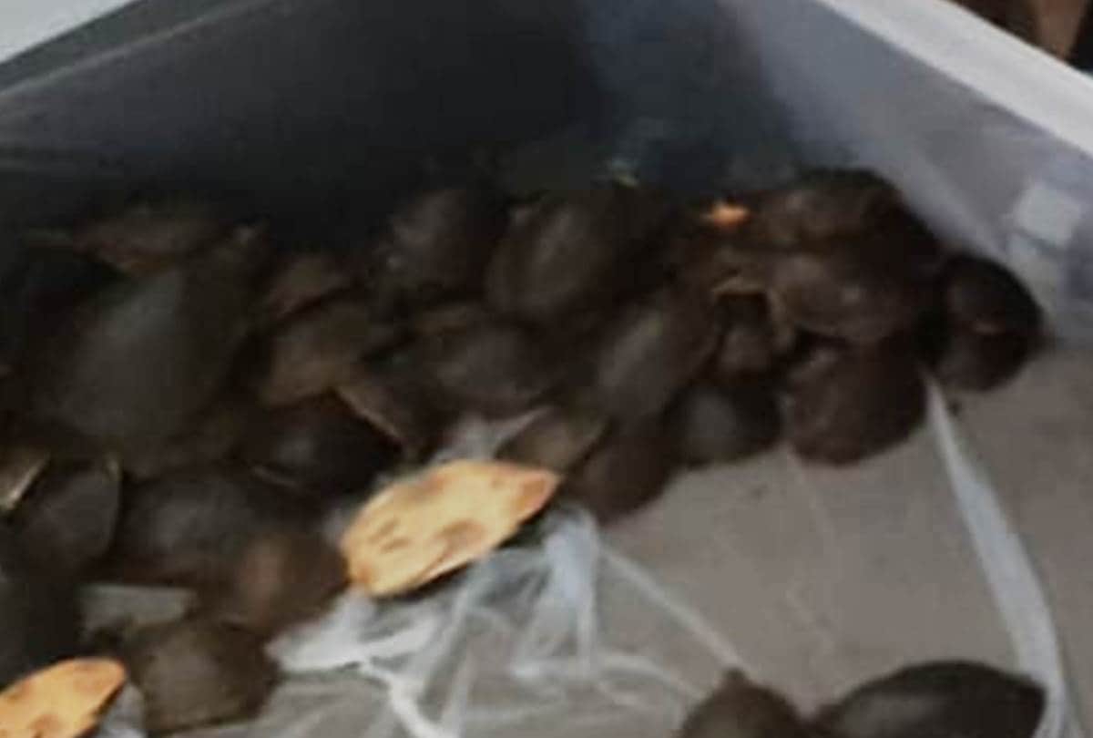 two smugglers arrested with 195 turtles in lucknow