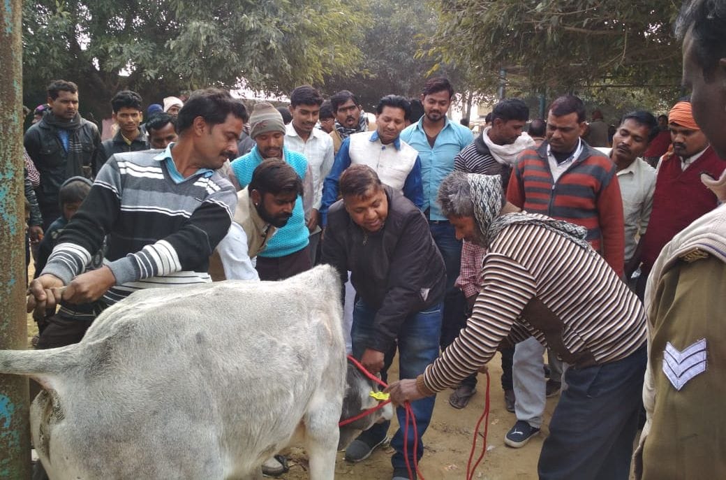 reveniew and police team caught cows