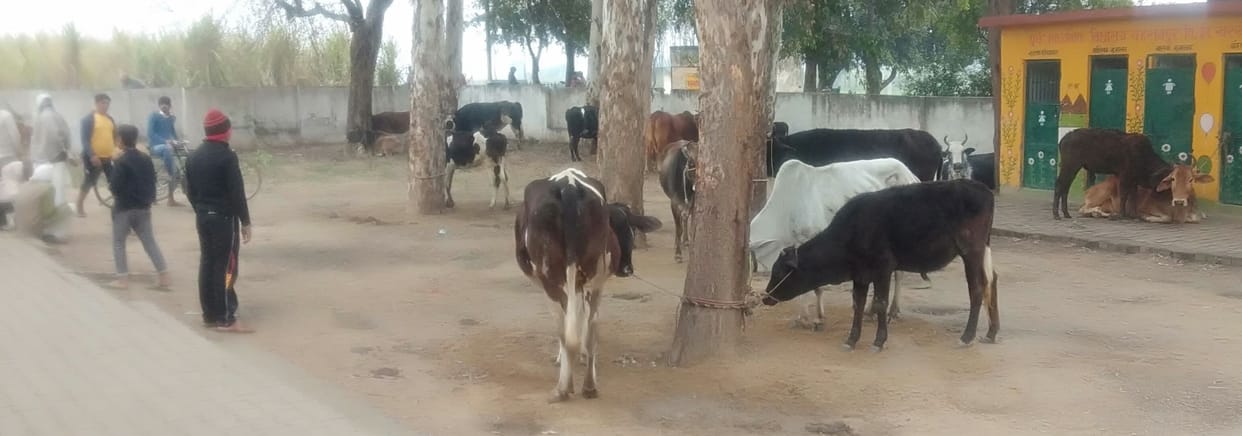 touble villegers bind cows in primary school
