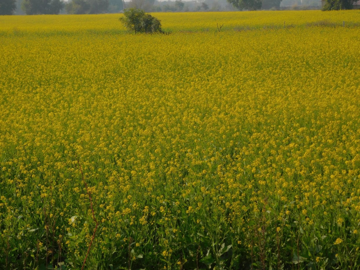 bring spring to the lives of 40000 people from 6 villages